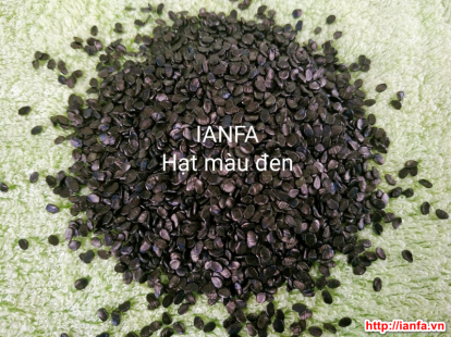 Top 3 nhà cung cấp Hạt Nhựa Đen uy tín trên thị trường